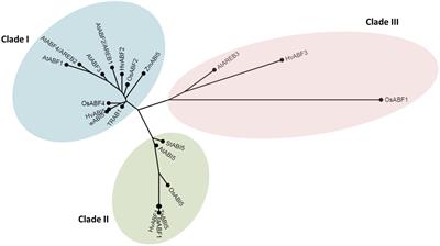 Barley ABI5 (Abscisic Acid INSENSITIVE 5) Is Involved in Abscisic Acid-Dependent Drought Response